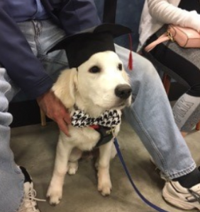 Andro family dog with a graduation cap on and houndstooth collar